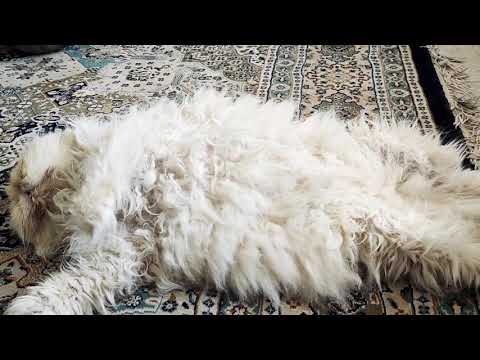 لوسی تنبل بلا 😅🤭😻