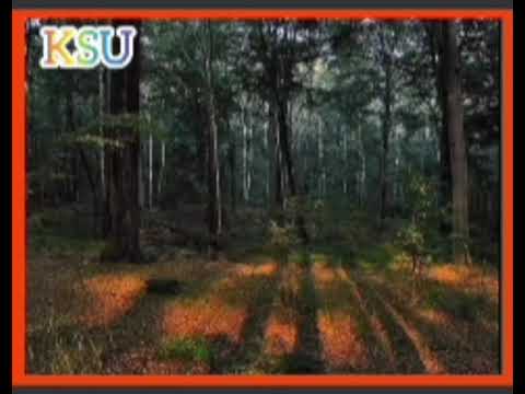 KSU Matragona. Idzie król. mashup