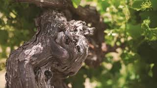 【Hill of Grace 一園四傑】