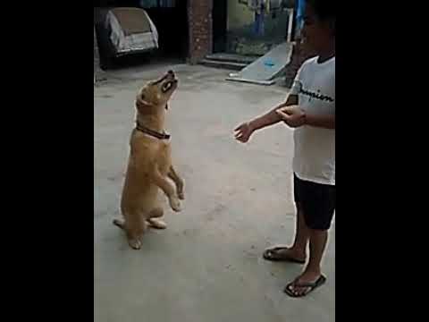 Bruzo da roti khan da style