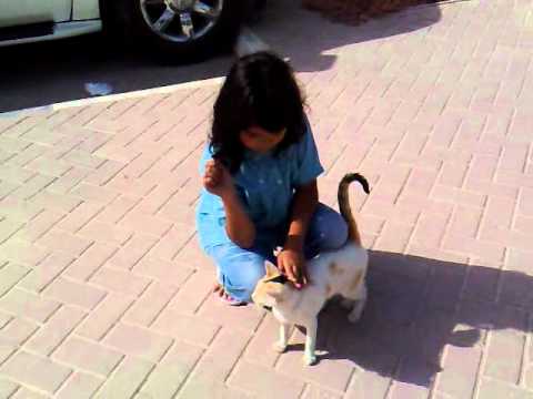Khadijah & her cat.mp4