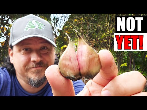 Harvesting Your Garlic The Definitive Guide For Beginners