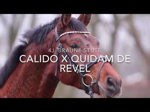 4j. Stute von Calido x Quidam de Revel