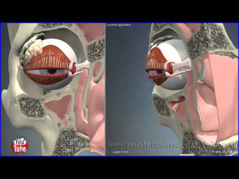 Nasolacrimal, Lacrimal Duct - System | 3D Human Anatomy | Organs