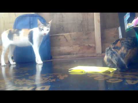 two cats fighting, who will win?