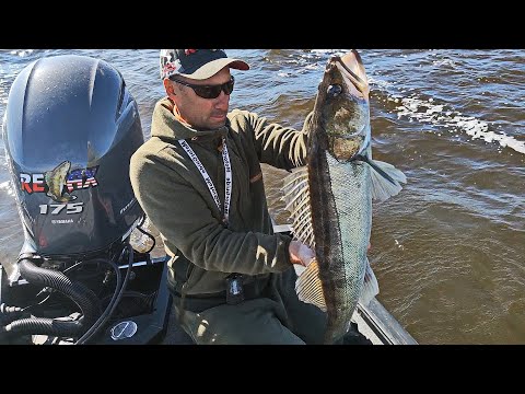 Ищем и ловим рыбу при помощи эхолота. PAL 2020. Тренировки