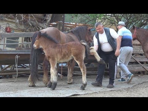 Caii lui Nea Costel de la Cluj | Printre cai cu, Cuscru' Daniel si Nea' Costel - ep. 82