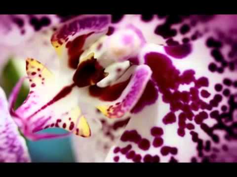 Shipibo Icaros from Ayahuasca Ceremonies, Shaman Chants from the Amazon Jungle