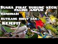 Suara Pikat Burung Kecil Paling Ampuh Kutilang Ribut Kombinasi Burung Kejepit Anti Zonk