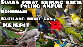Download lagu suara pikat burung kecil paling ampuh|| kutilang Ribut kombinasi burung kejepit ||anti zonk mp3