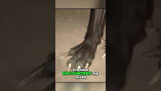 CRYSTAL CLEAR Creature Evidence Caught on Trail Camera