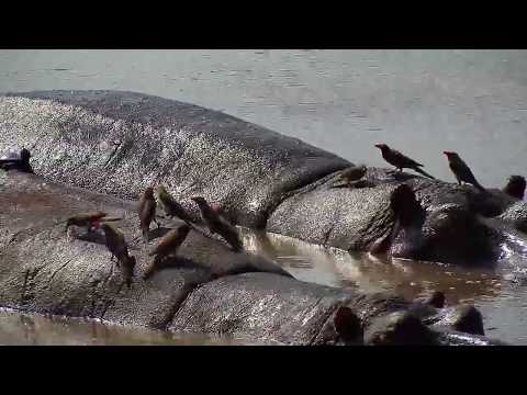Djuma: Two Hippos come for their afternoon soak in the pan - 12:35 - 08/12/19