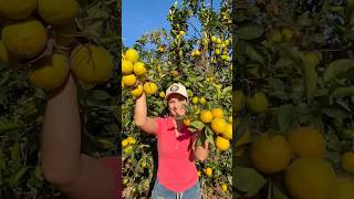 Tem duas q tudo que preciso é colher uma fruta no pé e fazer um bolo!!