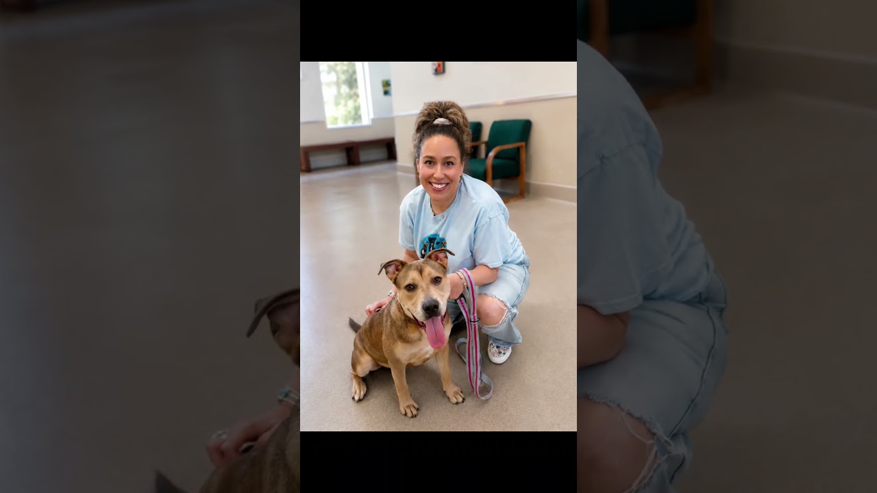 Phoenix, a ADOPTABLE mixed breed in Menifee, CA video 3/6