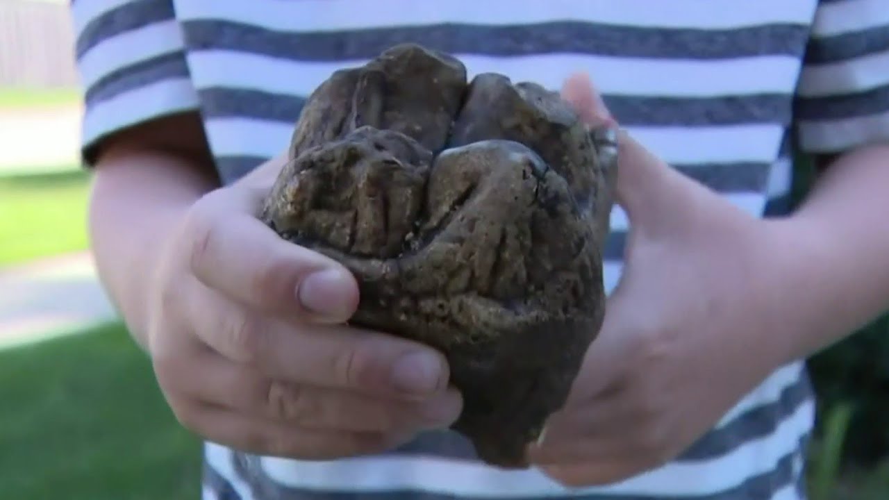 6-year-old finds mastodon tooth in Rochester Hills - YouTube