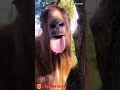 FUNNY GOAT SCREAMING 🐐💖🤣