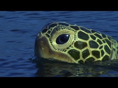 submerge watch online submerge watch online