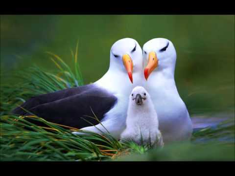 El Combo De Las Estrellas. Pobre Gaviota. Jairo Paternina