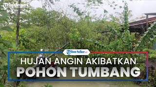 Hujan Disertai Angin Kencang di Mamuju akibatkan Pohon Tumbang, Jalan Tak Bisa Dilalui
