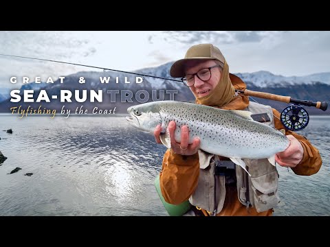 Big Sea‑Trout on the Fly | Coastal Norway Spring Action | Sea‑Run Trout Fly Fishing