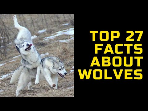 TOP 27 amazing facts about Wolves | WOLF | Interesting facts about wolves