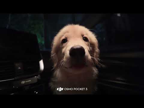 When I record puppies with pocket3#Golden #Cute pet debut plan #puppy #Puppy Diary #大疆pock