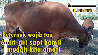 Download lagu Cara mengetahui sapi hamil mp3