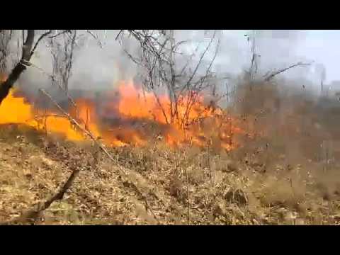 Incendiu vegetatie Ighisu Nou Mosna