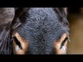 Butifull Donkey Mating Videos March 18 2022