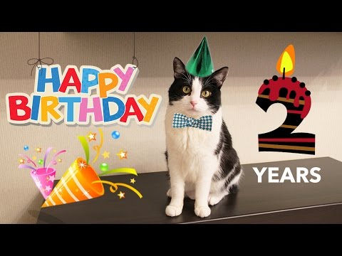 HAPPY BIRTHDAY cat Pusic !! 2 years!