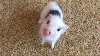 Mini Pig - A Cute Micro Pig Videos Compilation 2016 || NEW HD