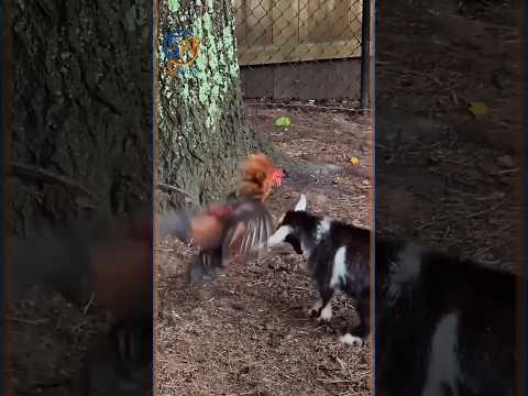 Reel tagged #animals