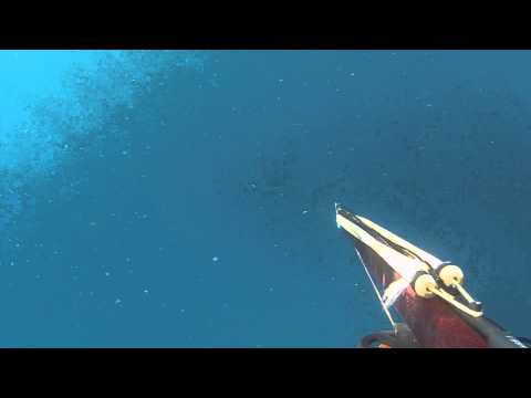 Robin Carril "Hammerhead shark" encounter in the Keys