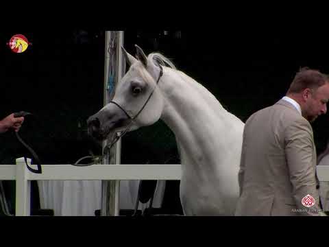 N 70 HANAYA AMIRAH   2020 ELRAN ARABIAN CUP   Straight Egyptians senior Mares Class 15