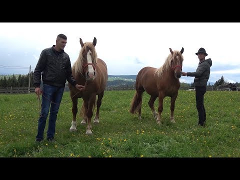 Iepele lui Claudiu de la Marisel, Cluj - 2019