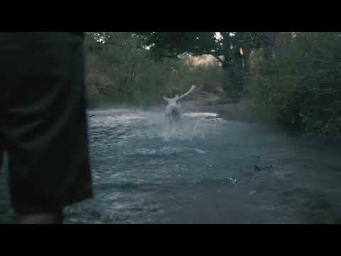 beautiful dog 🐕 4K video Latif 4k vlog