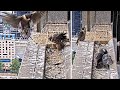 367 Collins St Falcons🪽 Chicks Take Self Feeding Seriously Give Mum The Boot Or Beak 2025 Nov 7