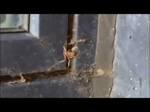 Ben SoS - BearFam Mixcut (Nausika,  Royalston,EZ Rollers, Calyx and Teebee)