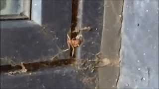 Ben SoS - BearFam Mixcut (Nausika,  Royalston,EZ Rollers, Calyx and Teebee)