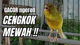 Download lagu Masteran KENARI GACOR ngeroll panjang,Cuit Cuit Emosi AMPUH bikin kenari nyaut ,Masteran MURAI BATU mp3