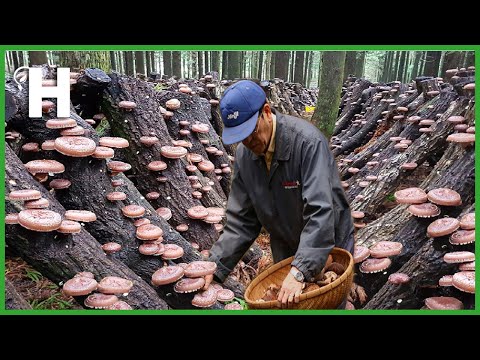 [Forest-grown Shiitake] How Millions of Shiitake Mushrooms In Forest are Grown By Japanese