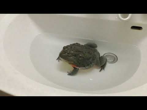 アフリカウシガエル