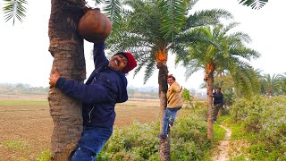 গাছের টাটকা খেজুর রস দিয়ে গুড় বানিয়ে চিতই পিঠা খাওয়া | village style making pulm jaggery and eating