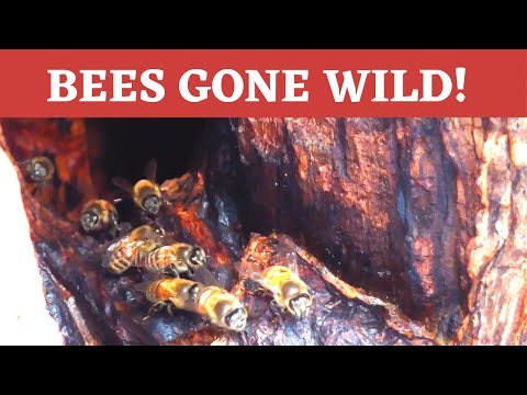 How do insects survive winter? + inside a feral bee hive!