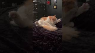 中国雑技団レベルがデフォルトでできる猫様