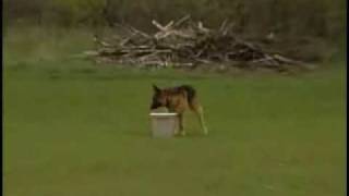 Detection Dog Training "Active Alert"  barking at the find