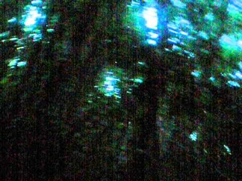 The Amazon Rainforest at Dusk