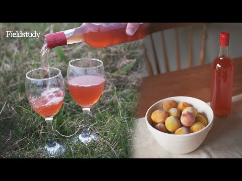 Easy Plum Wine Recipe | UK Wild Edibles