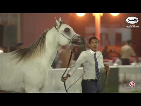 N 369 AMIR ALJIWA   10th Arabian Horse Show for local Breeders in Saudi Arabia 2021   Colts 2 Years