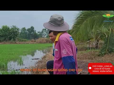 NEMA2- SẢN PHẨM CẢI TẠO ĐẤT 51 SỬ DỤNG NGÂM GIỐNG LÚA